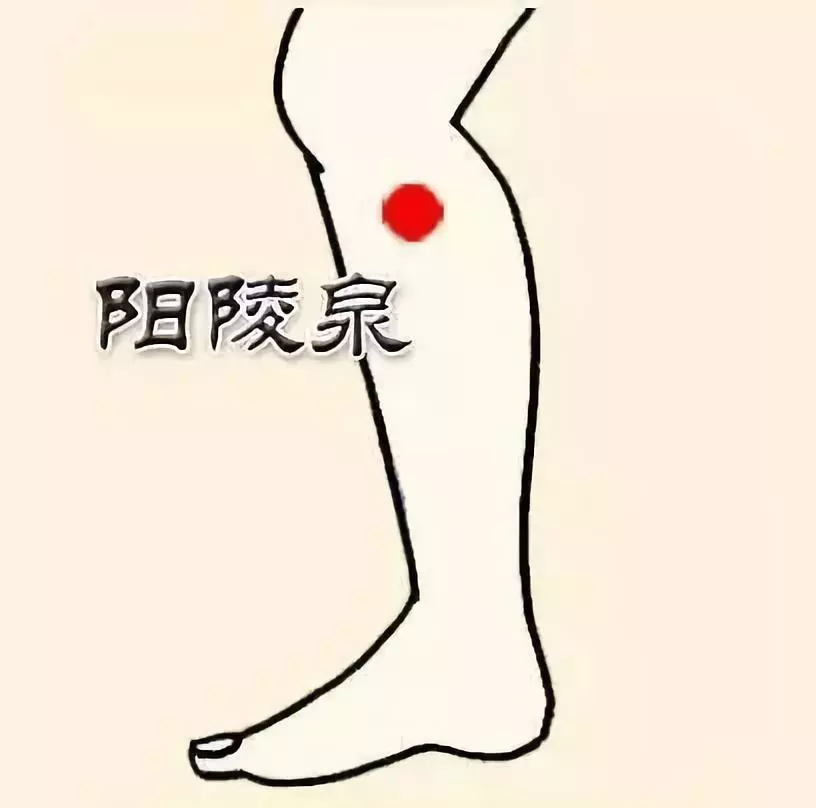 阳陵泉.png